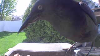 common grackle