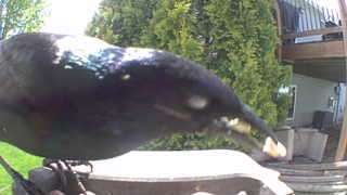 common grackle
