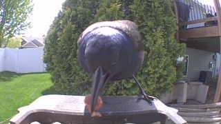 common grackle