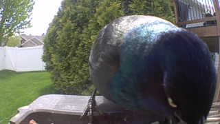 common grackle