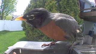 american robin