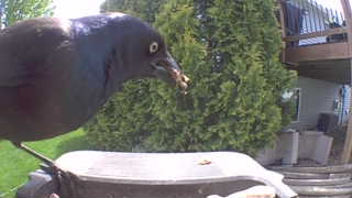 common grackle