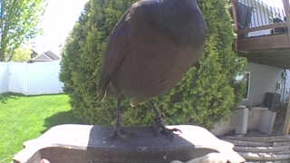 common grackle