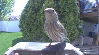 house finch