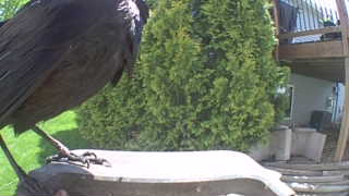 american crow