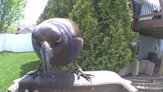 common grackle