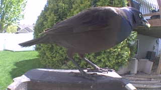 common grackle