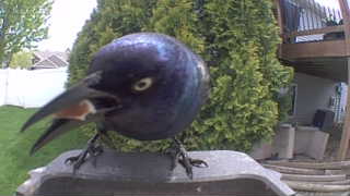 common grackle