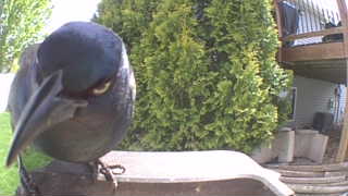 common grackle