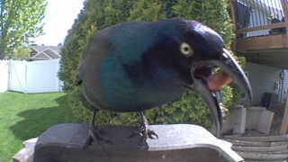 common grackle