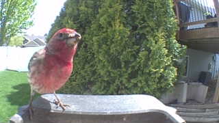 purple finch
