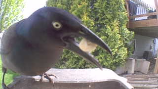 common grackle