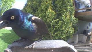 common grackle