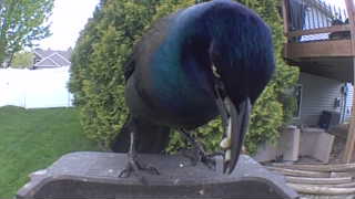 common grackle