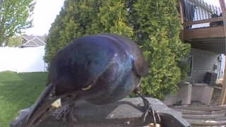 common grackle