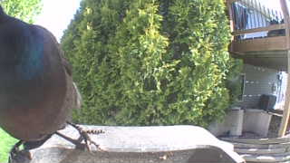 rock pigeon