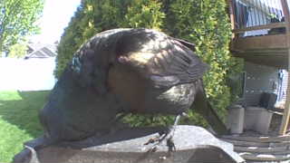 common grackle