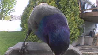 common grackle