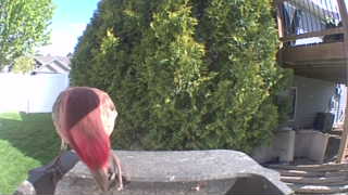 purple finch
