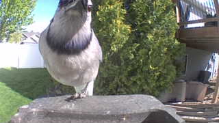 blue jay