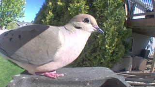mourning dove