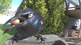 common grackle