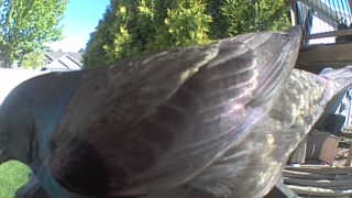 rock pigeon