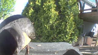 domestic duck