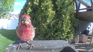house finch
