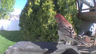 house finch