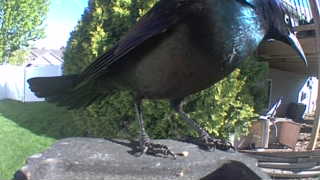 common grackle