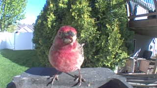 purple finch