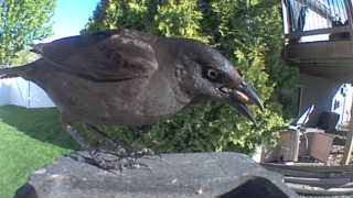 common grackle