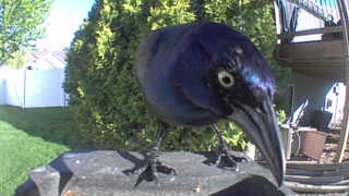 common grackle