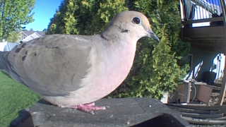 mourning dove