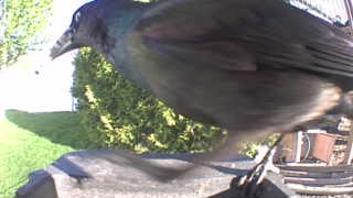 common grackle