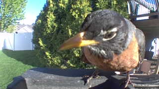 american robin