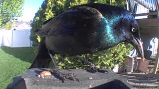 common grackle