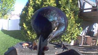 common grackle