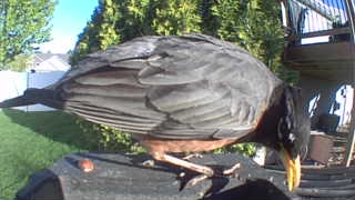american robin