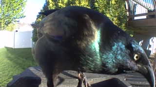 common grackle