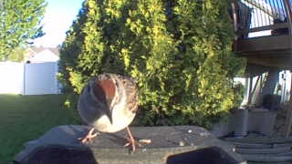 american tree sparrow