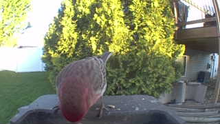 gray partridge
