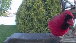 northern cardinal