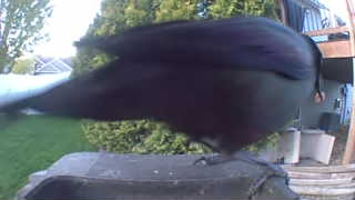 american crow