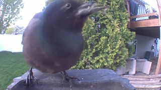 common grackle