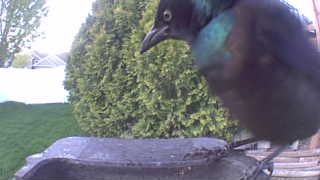 common grackle