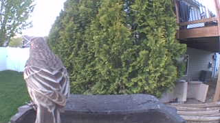 cooper's hawk