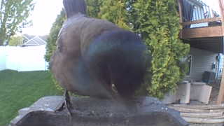 common grackle