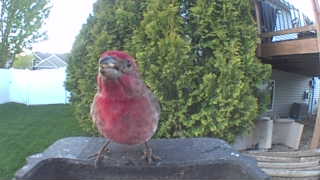 purple finch